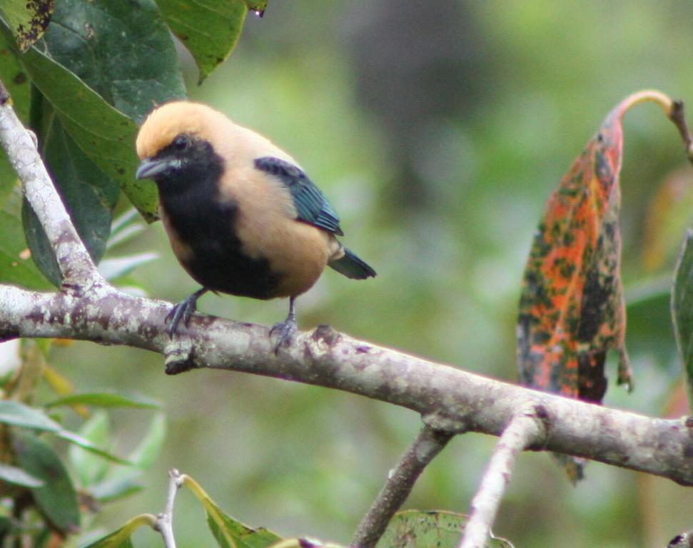 Pousada Recanto Dos Pinheiros Pilar do Sul 外观 照片