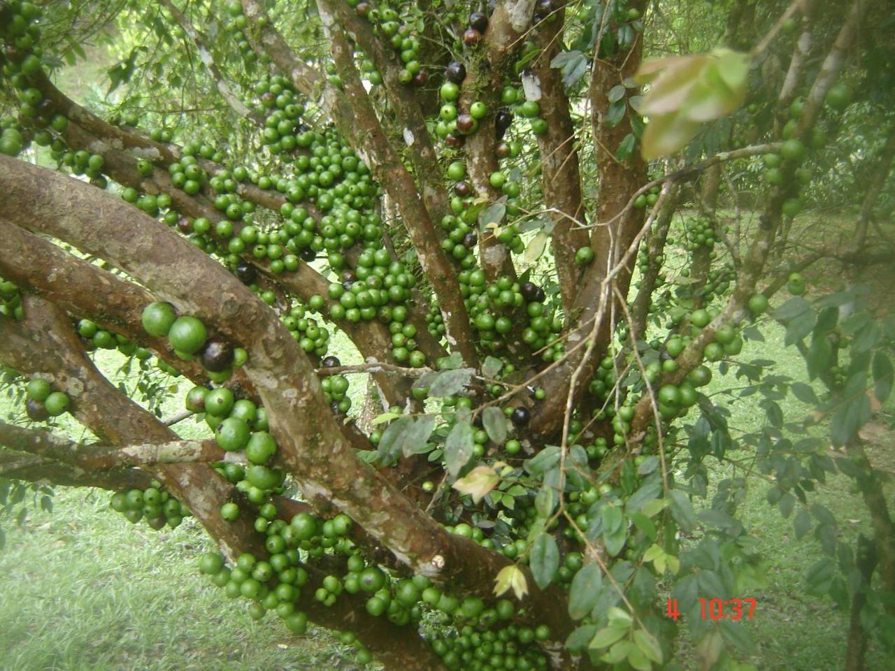 Pousada Recanto Dos Pinheiros Pilar do Sul 外观 照片